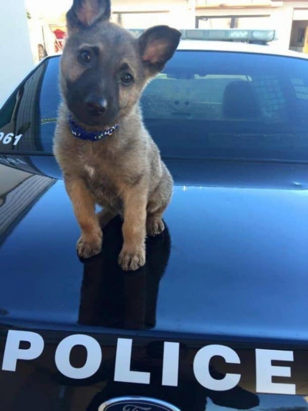 bébé chien police