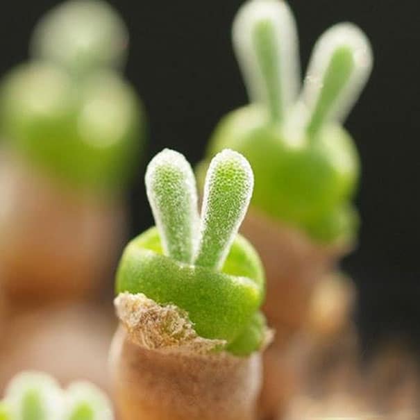 Plante succulente lapin