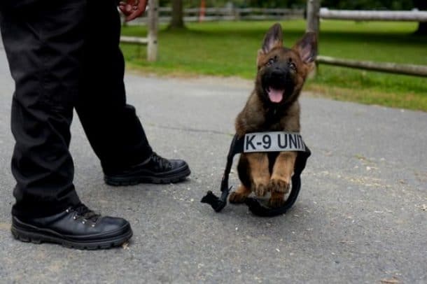 bébé chien policier