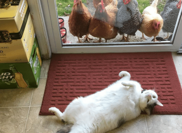 Normal : un chat prend la pose pour ses amies les poules