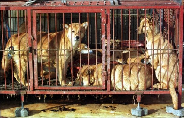 Marché de Moran où se vendent chaque année 80 000 chiens