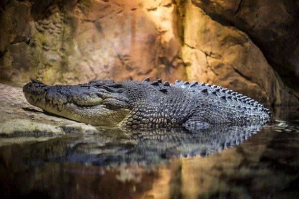 Zimbabwe - Un enfant de 8 ans retrouvé dans l'estomac d'un crocodile