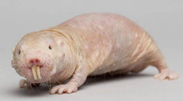 Le rat-taupe nu, animal dégoûtant, aurait le secret de la jeunesse ...