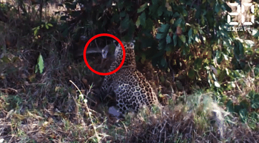 Une Spectaculaire Bagarre Entre Un Leopard Et Un Python Video