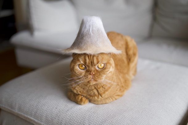 Chapeaux pour chat