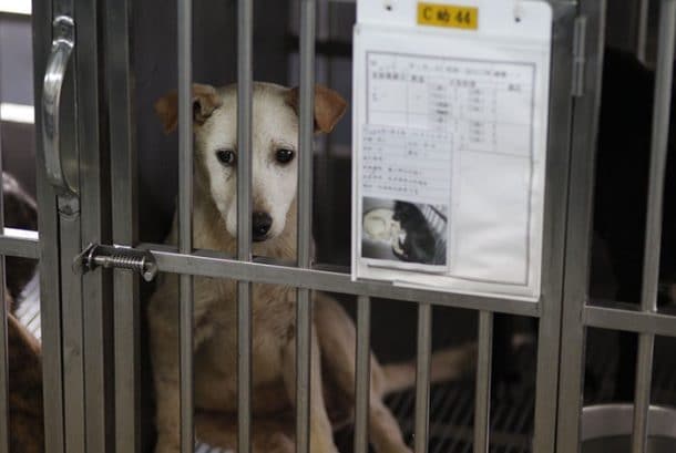 viande de chien interdite a taiwan