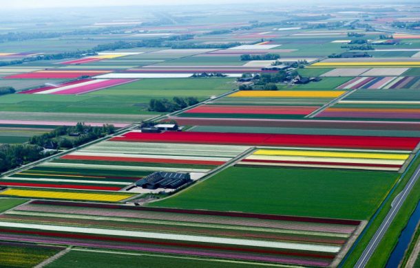 champs de tulipes