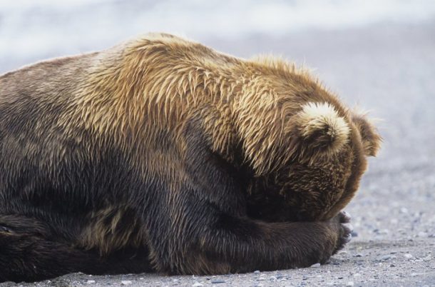 massacre des loups et des ours