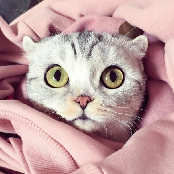 cat with big eyes