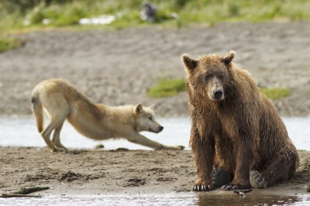 massacre des ours et des loups