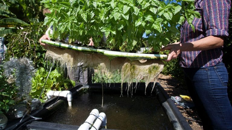 L'aquaponie : faire pousser des plantes sans terre ni engrais, grâce à