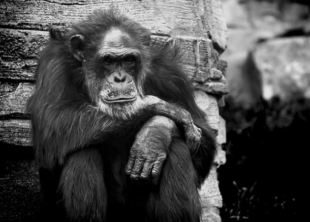 femelle chimpanze liberee 