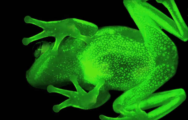 grenouille fluorescente