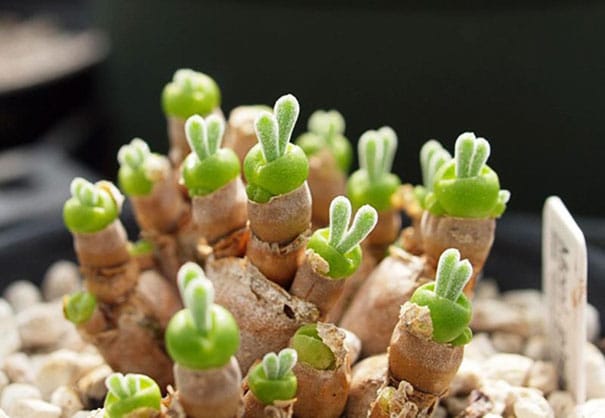 plantes oreilles de lapin