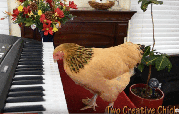 des poules qui jouent du piano