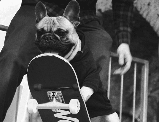 chien qui fait du skate board