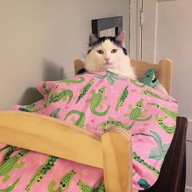 sophie le chat dans son petit lit de poupee