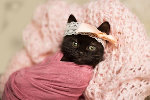 shooting photos de naissance chaton Luna