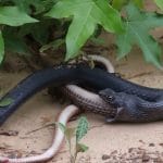 serpent qui vomit un serpent