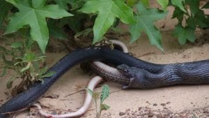 serpent qui vomit un serpent