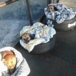 abris bus chien