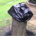 arbre mort