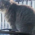un chat urine sur un pare brise après un coup de klaxon