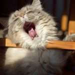 manque de sommeil et apparence physique