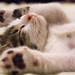 ronrontherapie dans les entreprises japonaises