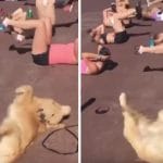 chien imite femmes qui font du sport