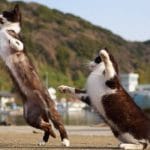 chats danseurs