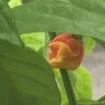 dragon's breath piment le plus piquant du monde