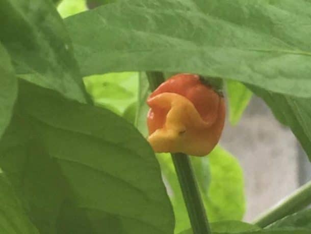 dragon's breath piment le plus piquant du monde