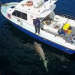 plus grand requin d'europe