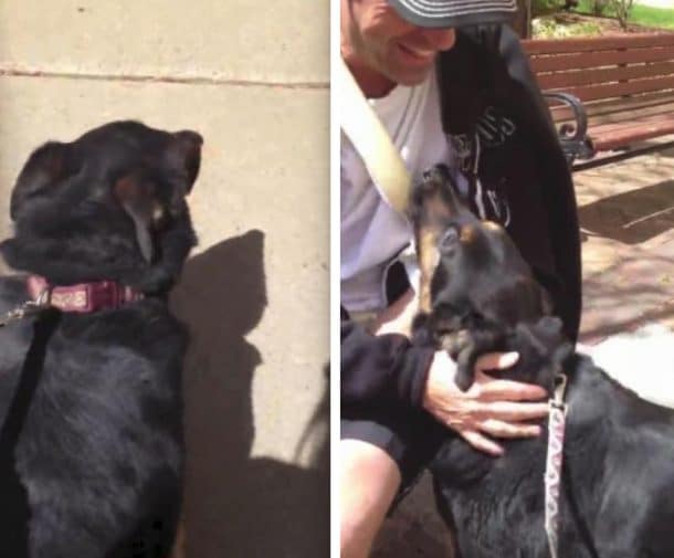 emouvantes retrouvailles entre un chien et son maitre