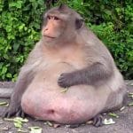singe obèse