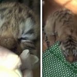 maman tigre rejette sa portee