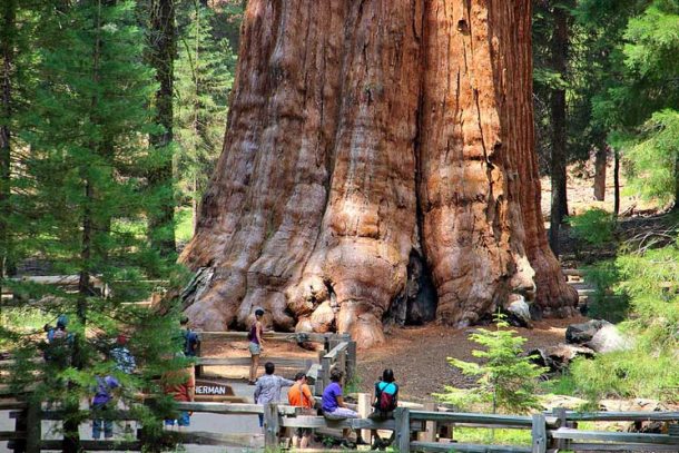 sequoia geant californie