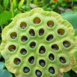 trypophobie