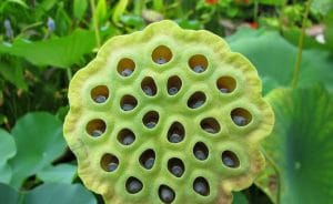 trypophobie