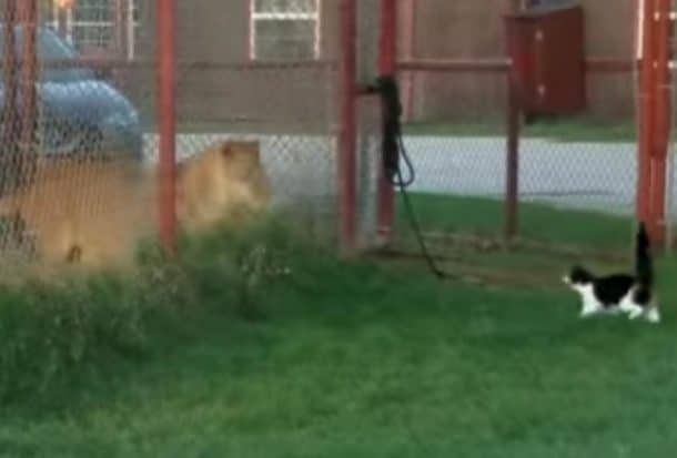 un chat tente d'intimider un lion
