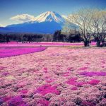 800 000 fleurs