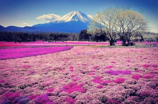 800 000 fleurs Fuji Shibazakura