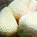 fraises blanches
