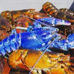homard bleu rare