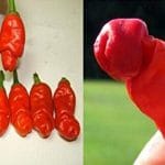 piments zizi