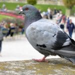 ele nourrissait les pigeons