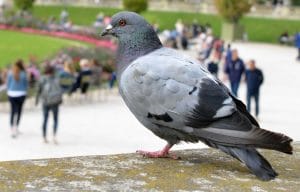ele nourrissait les pigeons