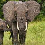 éléphant