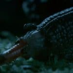 escargot